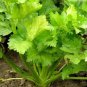 10000 Seeds F1 Hybrid Celery Seeds Garden Green Chinese Vegetables