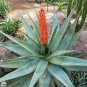 10 seeds Aloe Turtle Boss Aloe BITTER ALOE Red Aloe