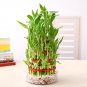 10 Seeds Rainbow Lucky Bamboo Bonsai Small Potted Plants Purify Dracaena