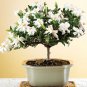 100 Seeds Rare Flower Gardenia Fragrant Indoor Office Desk Bonsai Evergreen