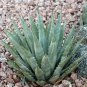 10 seeds Agave mckelveyana Succulents Garden Plants