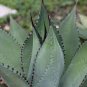 10 seeds Agave flexispina Succulents Garden Plants