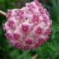 100 Seeds Flower Bonsai Hoya Kerrii Bonsai (December Orchid) Family Bonsai Garden