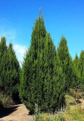 120 Seeds Juniperus Chinensis Tree Semente Plant Chinese Dragon Arborvitae