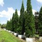 120 Seeds Juniperus Chinensis Tree Semente Plant Chinese Dragon Arborvitae
