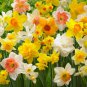 20 seeds Narcissus Flower Seeds Mixed 9 Colors Flowers