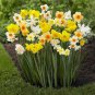 20 seeds Narcissus Flower Seeds Mixed 9 Colors Flowers