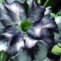 2 seeds Desert Rose Seeds Black and White Double Flowers