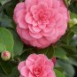 50 seeds Common Camellia Seeds Pink Flowers