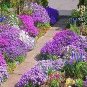 200 seeds Creeping Thyme Seeds Rock CRESS Plant Mixed Pink and White Colors
