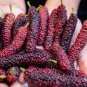 100 seeds Mulberry seeds Blackish Purple Big Fruit Edible