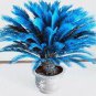 50 seeds Sago Cycas Seeds Blue Plant