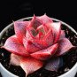 300 seeds Echeveria Purpusorum Seeds Fresh Ones Red Spot Veriety
