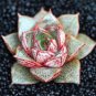 300 seeds Echeveria Purpusorum Seeds Fresh Ones