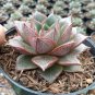 300 seeds Echeveria Purpusorum Seeds Fresh Ones