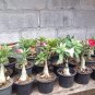 120 seeds Desert Rose Seeds Mixed