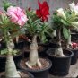 120 seeds Desert Rose Seeds Mixed