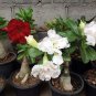 120 seeds Desert Rose Seeds Mixed