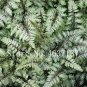 200 seeds Fern Seeds Greyish Green Color