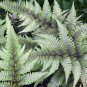 200 seeds Fern Seeds Greyish Green Color