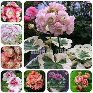 200 seeds Geranium Flower Seeds Mixed Bi-Colors 8 Types