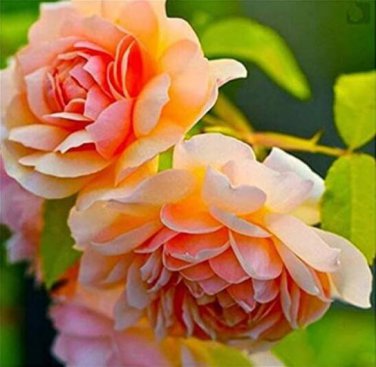 10 seeds Paeonia Lactiflora Seeds Orange Red Double Peony Flowers