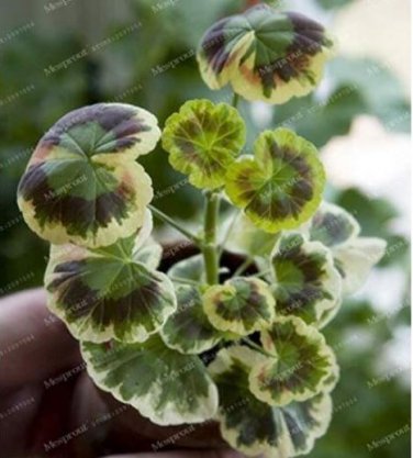 100 seeds Rare Geranium Seeds Colroful Leaves