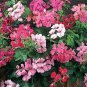 200 seeds Climbing Geranium Pelargonium Seeds Mixed 8 Colors Pink Purple Blue Red Green Pink