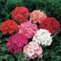 200 seeds Climbing Geranium Pelargonium Seeds Mixed 8 Colors Pink Purple Blue Red Green Pink