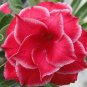 100 seeds Adenium Obesum Seeds Desert Roses Fresh Red Big Double Flowers