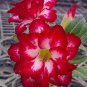 100 seeds Adenium Obesum Seeds Desert Roses Fresh Red Big Double Flowers