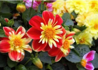 50 seeds Dahlia Collarette Dandy Mix Seeds Bright Red Flowers with Yellow Centre