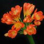 100 seeds Clivia Miniata Seeds Mixed 9 Colors Purple Red Green Orange Yellow Blue