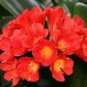 100 seeds Clivia Miniata Seeds Mixed 9 Colors Purple Red Green Orange Yellow Blue