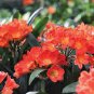 100 seeds Clivia Miniata Seeds Mixed 9 Colors Purple Red Green Orange Yellow Blue
