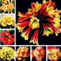 100 seeds Clivia Flower Seeds Mixed 8 Colors