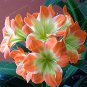 100 seeds Clivia Flower Seeds Mixed 8 Colors