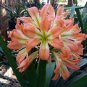 100 seeds Clivia Flower Seeds Mixed 8 Colors