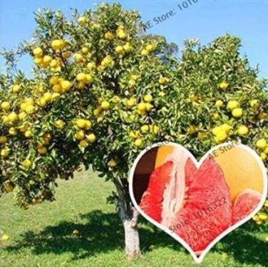 50 seeds Citrus Maxima Pamplemousse Jabong Shaddock Seeds - Red Inside