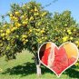 50 seeds Citrus Maxima Pamplemousse Jabong Shaddock Seeds - Red Inside