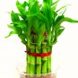 30 seeds Bamboo Bonsai Seed DIY Bamboo Decorations House Dracaena Garden Potted