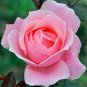 150 seeds Rare Pink Orange Red Purple Yellow Climbing Rose Seeds