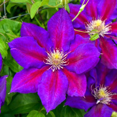 100 Seeds Clematis Plants Real Rare Clematis Plant Outdoor Plant Natural