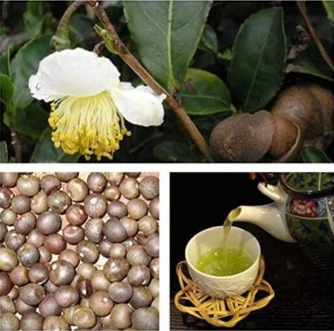 100 seeds Japanese Green Tea Seeds