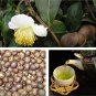 100 seeds Japanese Green Tea Seeds