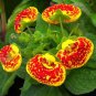 200 seeds Bonsai Calceolaria Dicentra Spectabilis Rare Flower Home Garden