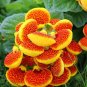 200 seeds Bonsai Calceolaria Dicentra Spectabilis Rare Flower Home Garden