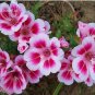 50 seeds Mixed Godetia Monarch Clarkia Amoena Flowers