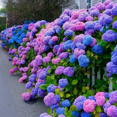 50 Seeds Bonsai Hydrangea Mixed Climbing Hydrangea Plants Flowers Garden
