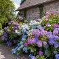 50 Seeds Bonsai Hydrangea Mixed Climbing Hydrangea Plants Flowers Garden